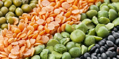 Name : Green and Red lentils Variety :Green and