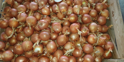 I will sell onion from Spain, size 60-70mm Packed