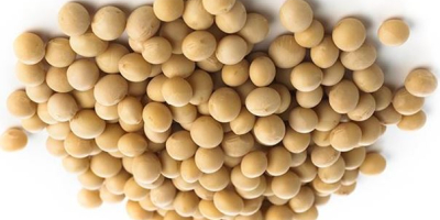 Ukraine has cultivated soybeans since ancient times. Soybean has