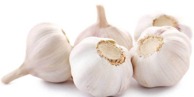 Its close relatives include the onion, shallot, leek, chive,
