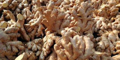 We are suppliers of best quality Ginger from Peru
