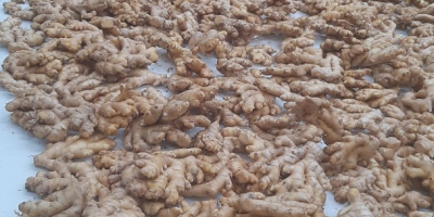 We are suppliers of best quality Ginger from Peru