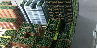 We are suppliers of Avocado Hass from Peru