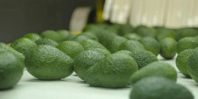We are suppliers of Avocado Hass from Peru