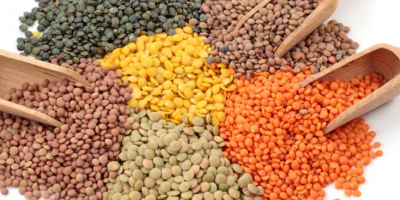 We offer Red, Yellow, Black split and whole lentils