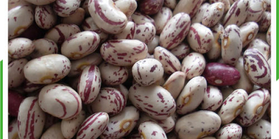 NEW CROP QUALITY BEANS FOR SALE. WE HAVE THE