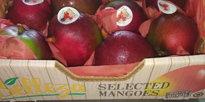Suntem furnizori de mango de cea mai bună calitate