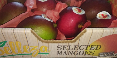 Wir sind Lieferanten von Mango Kent bester Qualität aus