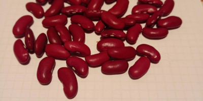 Selling beans, American variety, grown in Ukraine, from the