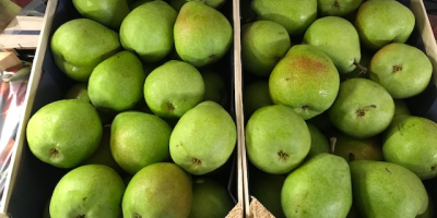 Nice Strong Green Lukas Pears, Grown in The Netherlands