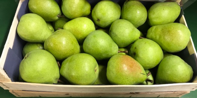 Nice Strong Green Lukas Pears, Grown in The Netherlands