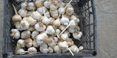 Romanian garlic, untreated, production 2020, &quot;in tails&quot; or cleaned.