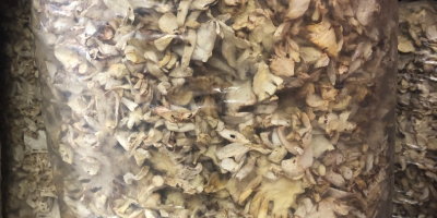 I will sell dried oyster mushroom in bags of
