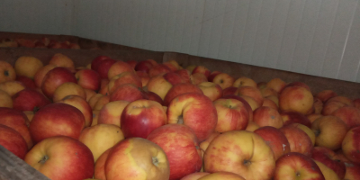 Ich verkaufe einen Apfel-Jonagoret aus dem Lagerraum. In Kartons