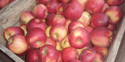 I am selling apple florina from the storeroom. Kept