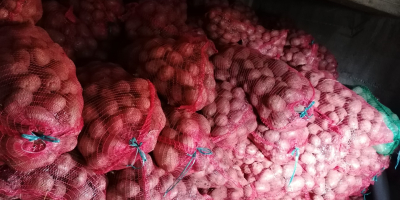 Guten Morgen! Ich verkaufe 10.000 kg rote Kartoffeln zum