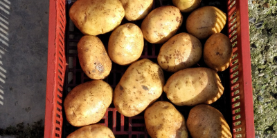 Pochodzenie ziemniaków z północy Francji marki Bintje Fontane Challenger