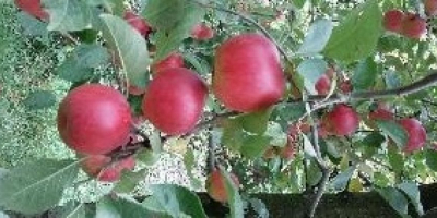 I am selling apples for consumption and industry, at