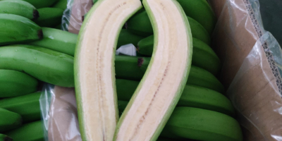 Wholesale of bananas from Turkey !!!! We sell our