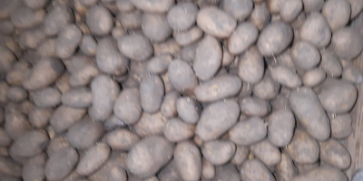 I am selling 50+ austria potatoes up to 80