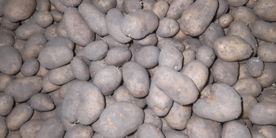 I am selling 50+ austria potatoes up to 80