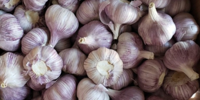 I sell garlic whole yeare round. Origin: Poland and