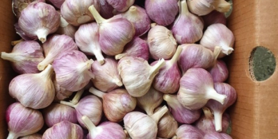 I sell garlic whole yeare round. Origin: Poland and