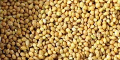 I will sell Yellow Millet (Gryczyckie) Without spraying, about