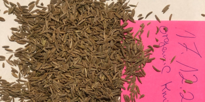We have for sale Organic certified Caraway seeds grade