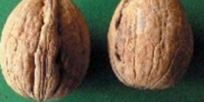I am selling walnuts, Franquette, Jupanesti, Argesan varieties, harvested