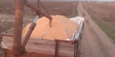 Grain producer sell corn grains 2020 clean / dry