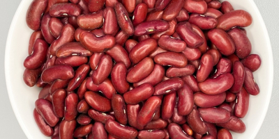We sell high quality beans Merlin Navy Beans Zorro