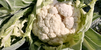 Exceptional quality cauliflower in Çanakkale, North-Western part of Turkey.