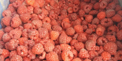 SELL FRESH FRUITS FRESH RASPBERRIES, PRICE - AGRICULTURAL ADVERTISEMENTS, Agro-Market24