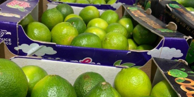 Hello, I have a lime for sale in wholesale