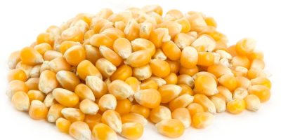 Yellow corn (maize) for animal feed.