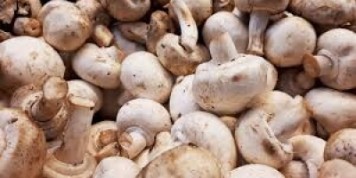The mushroom contains an especially high amount of vitamin
