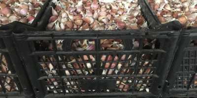 Organic garlic, high quality