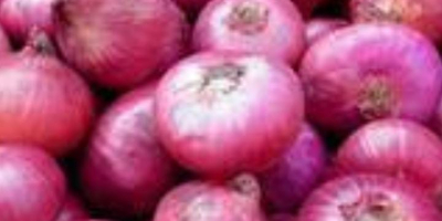 A Grade Red Onion, Packaging Size: 50 Kg, Onion