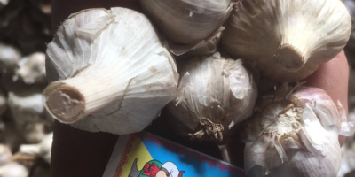 Selling garlic grade 1-2. Solid without rot.