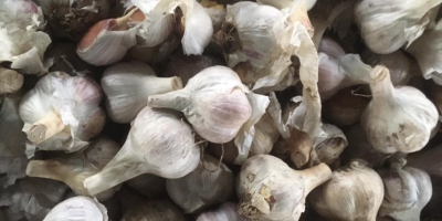 Selling garlic grade 1-2. Solid without rot.