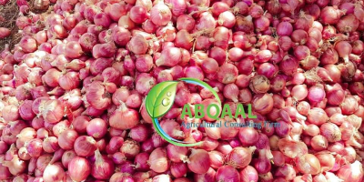 This an organic onion in Somalia. It has pure,