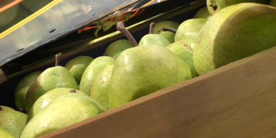 We have two varieties of pears: Konferencja and Lukasówka.