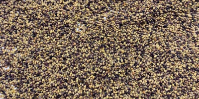 red clover high quality export product. Write to us