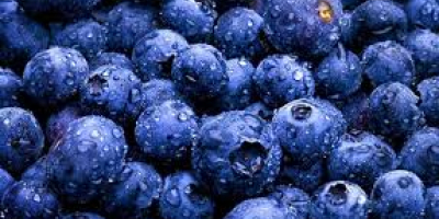 I will sell blueberries in bulk. Ukraine. We are
