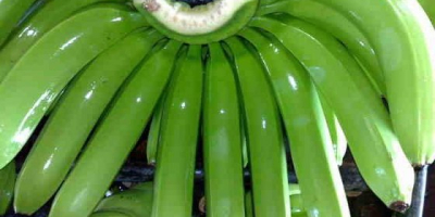 Wir verkaufen frische grüne Cavendish-Bananen. MOQ 1 x 40