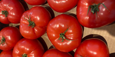 Agrofirm Bigstore bietet ein umweltfreundliches Produkt an, Tomaten der