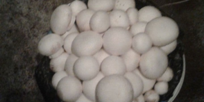 I take an order for champignon mushrooms from March,