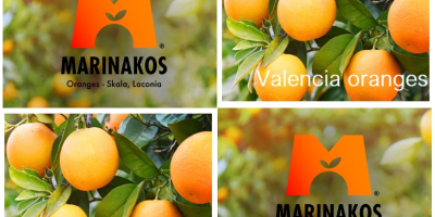 Pre Order Valencia oranges from sunshine Skala Laconia, Greece