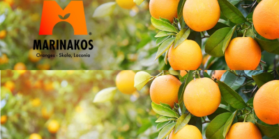 Vorbestellung Valencia Orangen aus Sonnenschein Skala Laconia, Griechenland ein